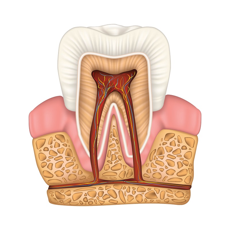 For treatment of root canals, Sonora dentist Jeff Berger is a top choice.